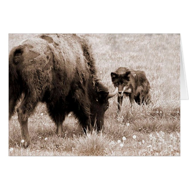 Inmoralidad agresiva y lobo negro (Anverso (Horizontal))