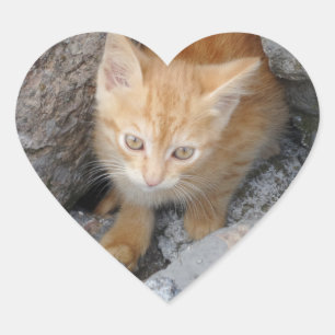 Innocent Kitten Heart Pegatina