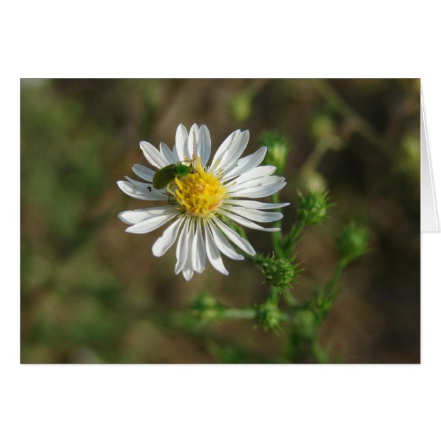 Inscripción en la flor (Anverso (Horizontal))