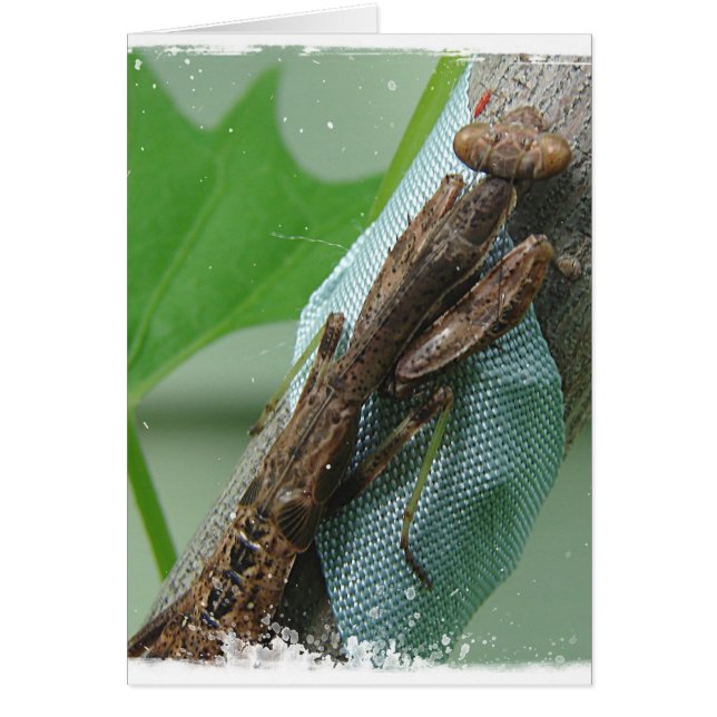 Insecto de la mantis religiosa (Frente)