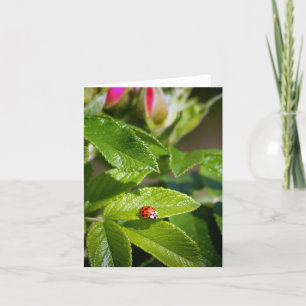 Insecto de la señora en una tarjeta de