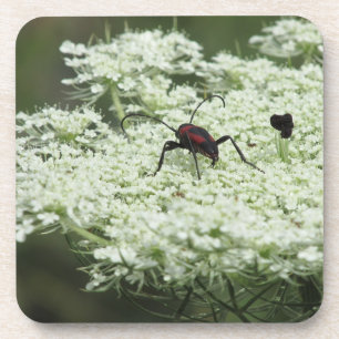Insecto en flor de saúco Posavasos de plástico dur