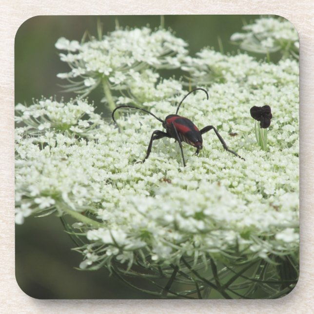 Insecto en flor de saúco Posavasos de plástico dur (Frente)