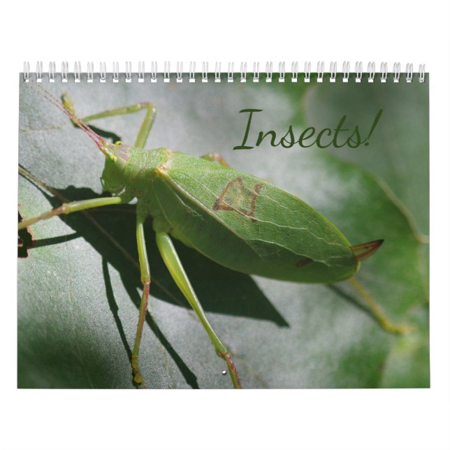¡Insectos! Calendario (Tapa)