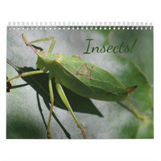 ¡Insectos! Calendario