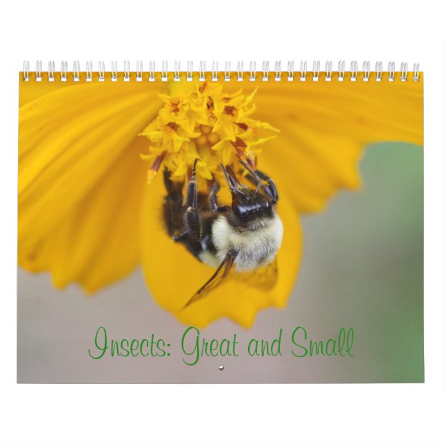 Insectos: Calendario grande y pequeño (Tapa)