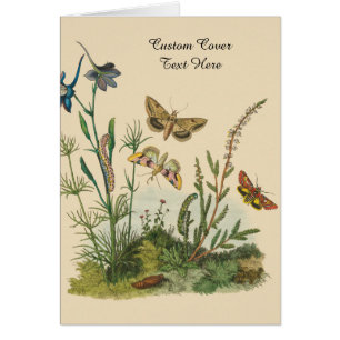 Insectos de jardín antiguos, mariposas, orugas