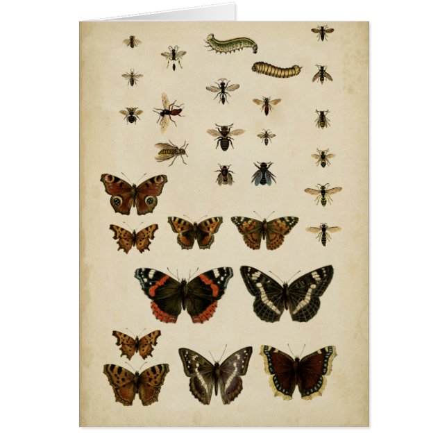 Insectos de jardín por Vision Studio (Frente)