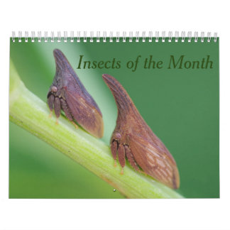Insectos del calendario mensual