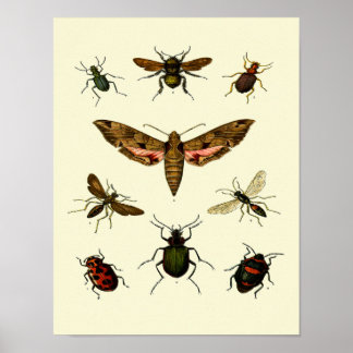 Insectos - Impresión de 9 insectos vintage