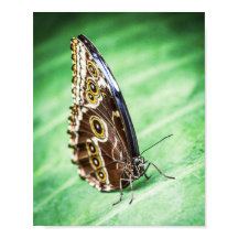 Insectos Mariposas Hermosas Archivo Arte Refinado