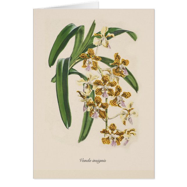 Insignis de Vanda (Frente)