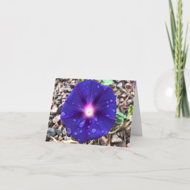 Inspiraciones naturales: Gloria matutina tras lluv (Anverso)