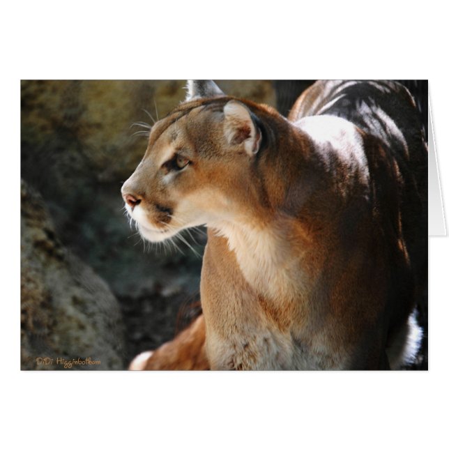 Intense Cougar (Anverso (Horizontal))
