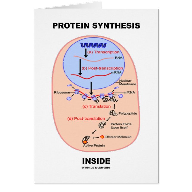 Interior de la síntesis de la proteína (diagrama (Frente)