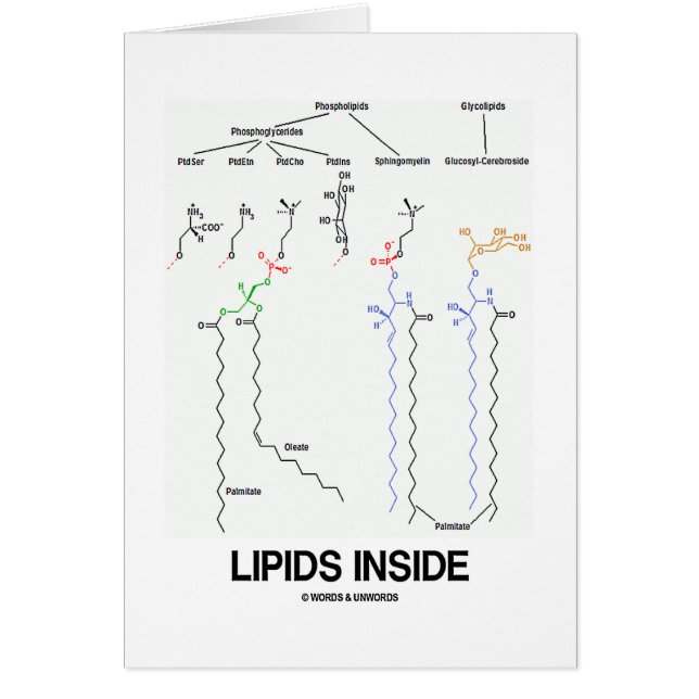 Interior de los lípidos (moléculas químicas) (Frente)