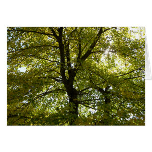 Interior de un árbol de arce amarillo naturaleza o