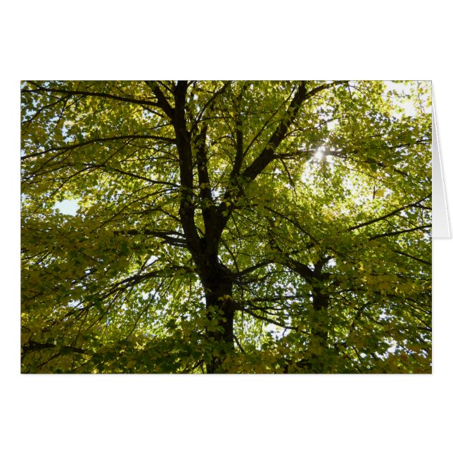 Interior de un árbol de arce amarillo naturaleza o (Anverso (Horizontal))