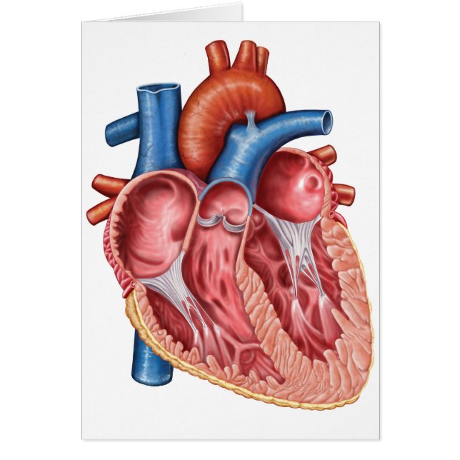 Interior Del Corazón Humano (Frente)