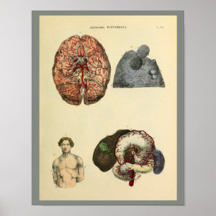 Intestines de cerebro humano Anatomía arte Imprimi