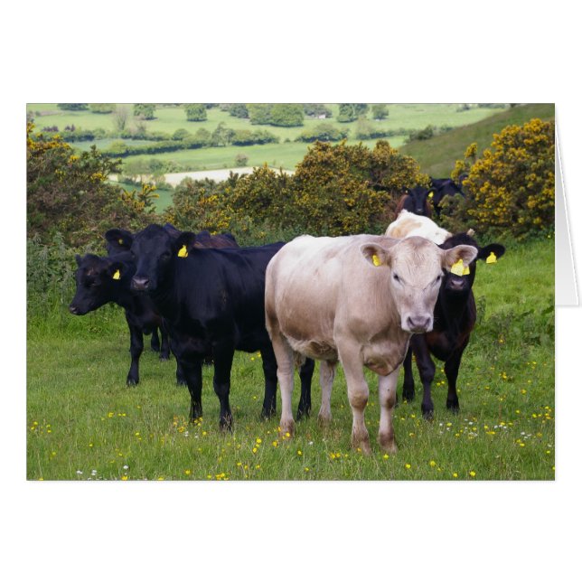 Invasión (Anverso (Horizontal))