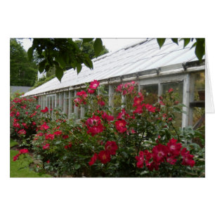 Invernadero de los rosas rojos