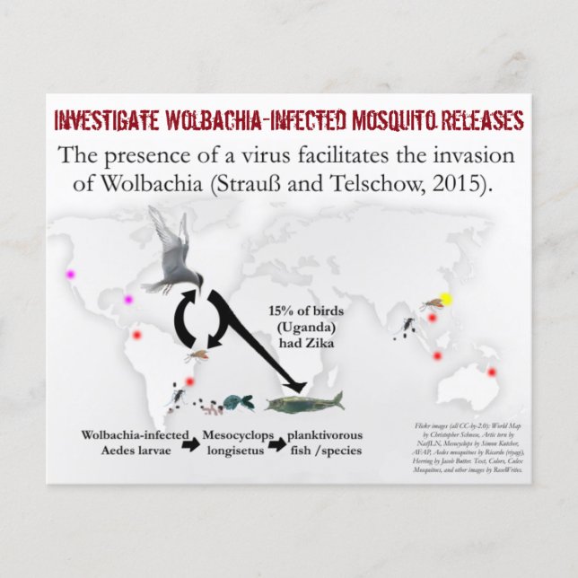 Investigar volante de dos caras de Wolbachia por R (Frente)