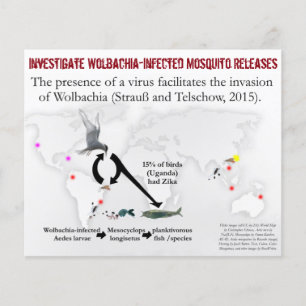 Investigar volante de dos caras de Wolbachia por R