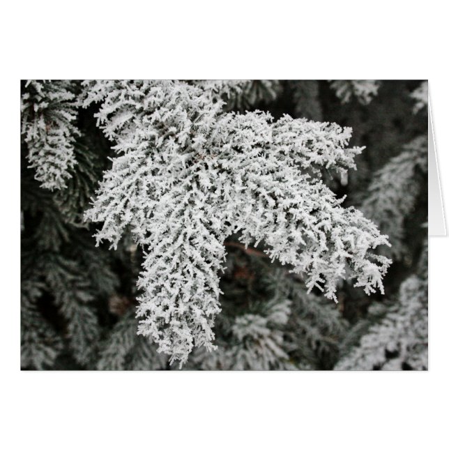 Invierno Frost (Anverso (Horizontal))