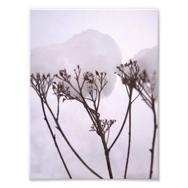 Invierno, plantas en la nieve, foto profesional (Frente)