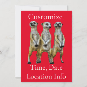 Invitación 3 Meerkats permanentes Thunder_Cove