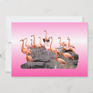Invitación a Flamingo Rosa