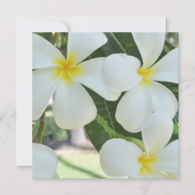 Invitación a la boda de Plumeria en Hawái (Anverso)