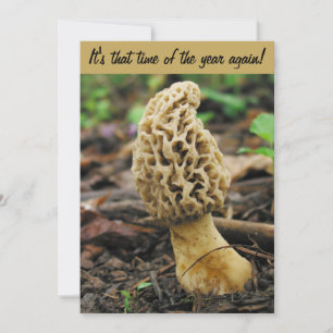 Invitación a la caza de hongos Morel
