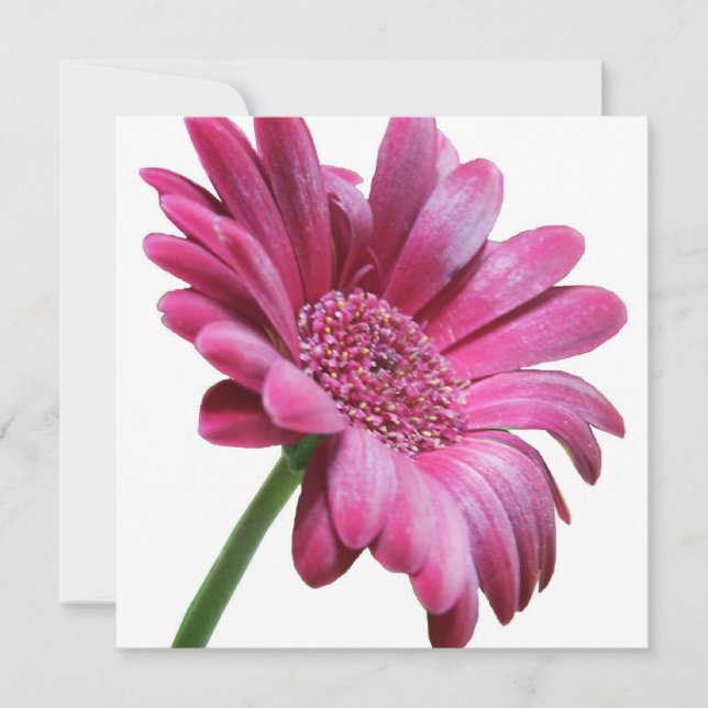 Invitación a la fiesta de la Gerbera Rosa (Anverso)