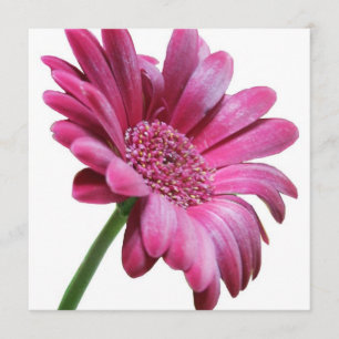 Invitación a la fiesta de la Gerbera Rosa