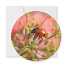 Invitación a la fiesta de Lady Bug