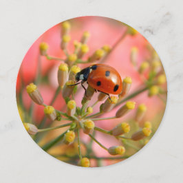 Invitación a la fiesta de Lady Bug