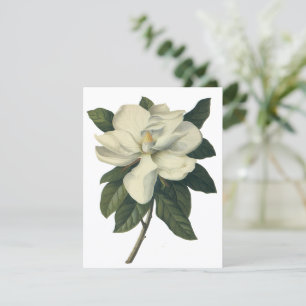 Invitación a la flor de magnolia blanca vintage