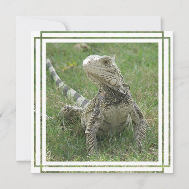 Invitación a la iguana (Anverso)