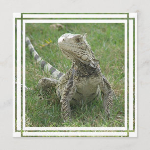 Invitación a la iguana