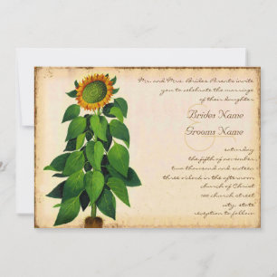 Invitación a la marfil a la boda del girasol