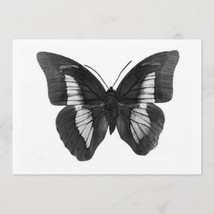 Invitación a la mariposa