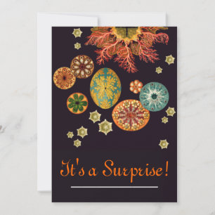 Invitación a la remezcla de ardillas marinas