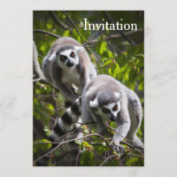 Invitación a Lemur en cola de anillo
