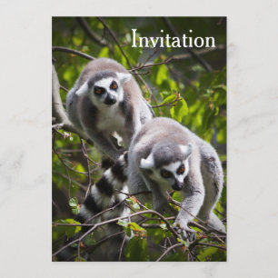Invitación a Lemur en cola de anillo