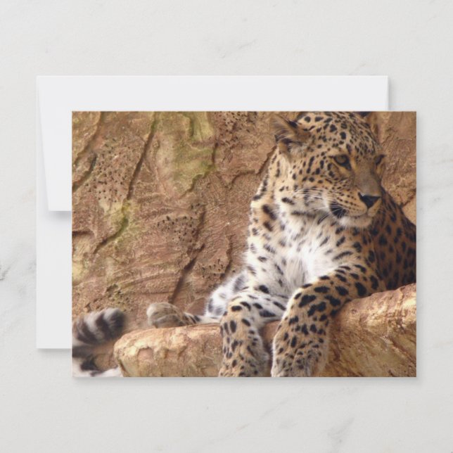 Invitación a leopardo (Anverso)