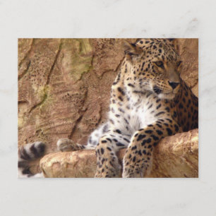 Invitación a leopardo