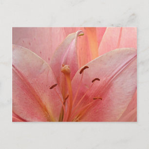 Invitación a Lirio Tigre Rosa