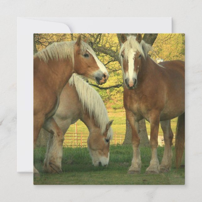 Invitación a los caballos Borradores Palomino (Anverso)